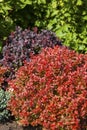 Berberis vulgaris barberry