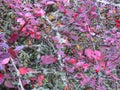 Berberis Vulgaris, Barberry plant with lichen and berries