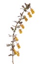 Berberis vulgaris branch