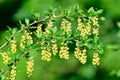 Berberis vulgaris, common barberry