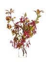 Berberis vulgaris common barberry or european barberry in a glass vessel on a white background