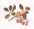Berberis vulgaris hand painted watercolor Royalty Free Stock Photo