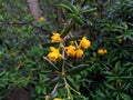 Berberis x stenophylla Royalty Free Stock Photo