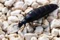 Close-up of Berberomeloe majalis Oil Beetle on Limestone Pebbles, Spain Royalty Free Stock Photo