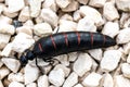 Close-up of Berberomeloe majalis Oil Beetle on Limestone Pebbles, Spain Royalty Free Stock Photo