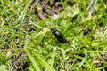 Berberomeloe majalis or red-striped oil beetle climbing green herb. Royalty Free Stock Photo