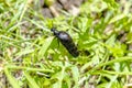 Berberomeloe majalis or red-striped oil beetle. Royalty Free Stock Photo