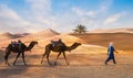 Berbers with Dromadaires in Sahara