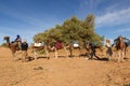 Berbers prepare camels for travel.