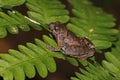 Berdmore's Chorus Frog Microhyla berdmorei