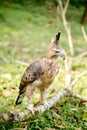Berds, eagle java, predatory, animals Royalty Free Stock Photo