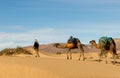 Bereber leads camels through the desert, Morocco Royalty Free Stock Photo