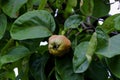 Bereczki-Quince, pear quince [Cydonia oblonga on the tree before harvest in early summer