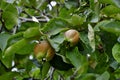 Bereczki-Quince, pear quince [Cydonia oblonga on the tree before harvest in early summer