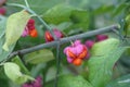 Beresklet warty (Euonymus verrucosus)