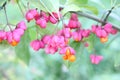 Beresklet warty (Euonymus verrucosus)