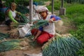 Local women are harvesting onions on a farmer`s plantation. Agriculture on the island of Sumatra