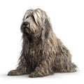 Bergamasco breed dog isolated on a clean white background