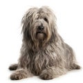 Bergamasco breed dog isolated on a clean white background