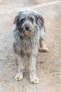 Bergamasco Sheepdog Royalty Free Stock Photo