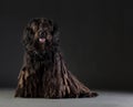 Bergamasco sheepdog Royalty Free Stock Photo