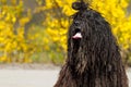 Bergamasco Shepherd. Royalty Free Stock Photo