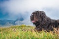 Bergamasco shepherd dog in the mountain pastures controls the ca Royalty Free Stock Photo