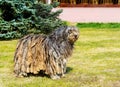 Bergamasco Shepherd in profile. Royalty Free Stock Photo