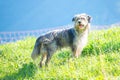 Bergamasque shepherd dog in the meadow controls the cows Royalty Free Stock Photo