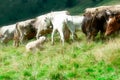 Bergamo sheepdog during a grouping of cows Royalty Free Stock Photo