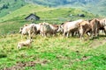 Bergamo Shepherd dog works to bring together a herd of cows Royalty Free Stock Photo
