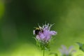 Bergamot blossom with Bumblebee and Glowing Green Background II- Monarda Royalty Free Stock Photo