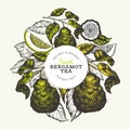 Bergamot branch design template. Kaffir lime logo. Hand drawn vector fruit illustration. Engraved style vintage citrus background