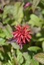 Bergamot Cambridge Scarlet Royalty Free Stock Photo