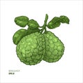 Bergamot colored illustration. Engraved style illustration. Kaffir Lime.