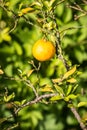 Bergamot fruit Royalty Free Stock Photo