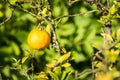 Bergamot fruit Royalty Free Stock Photo