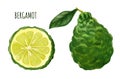 Bergamot fruit with leaf and half of fruit, hand drawn