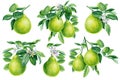 Bergamot, fruit set on isolated white background, watercolor botanical illustration Royalty Free Stock Photo