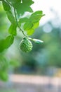 The bergamot fruit on the tree with light bokeh background Royalty Free Stock Photo