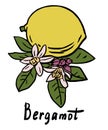 Bergamot fruit