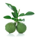 Bergamot fruit on white background