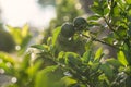 Bergamot with green foliage tree