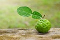 Bergamot Royalty Free Stock Photo