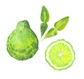 Watercolor bergamot fruits