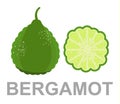 Bergamot icon entirely