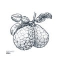 Bergamot illustration. Engraved style illustration. Kaffir Lime. Vector illustration