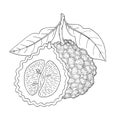 Bergamot, Kaffir lime citrus fruit, leaves. Vintage sketch illustration.