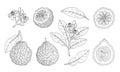 Bergamot, Kaffir lime citrus fruit, leaves, flower. Engraved vintage sketch illustration. Hand drawn vector outline