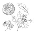 Bergamot, Kaffir lime citrus fruit, leaves, flower. Engraved vintage sketch illustration. Hand drawn vector outline